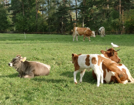 Alle Sektoren der Landwirtschaft - im Bild Viehhaltung - setzen sich mit Strategien der Nachhaltigkeit auseinander. LR Schuler: "Ziel ist, Umwelt und kleinstrukturierte Landwirtschaft gemeinsam erhalten." (Foto: LPA/Abteilung Landwirtschaft)