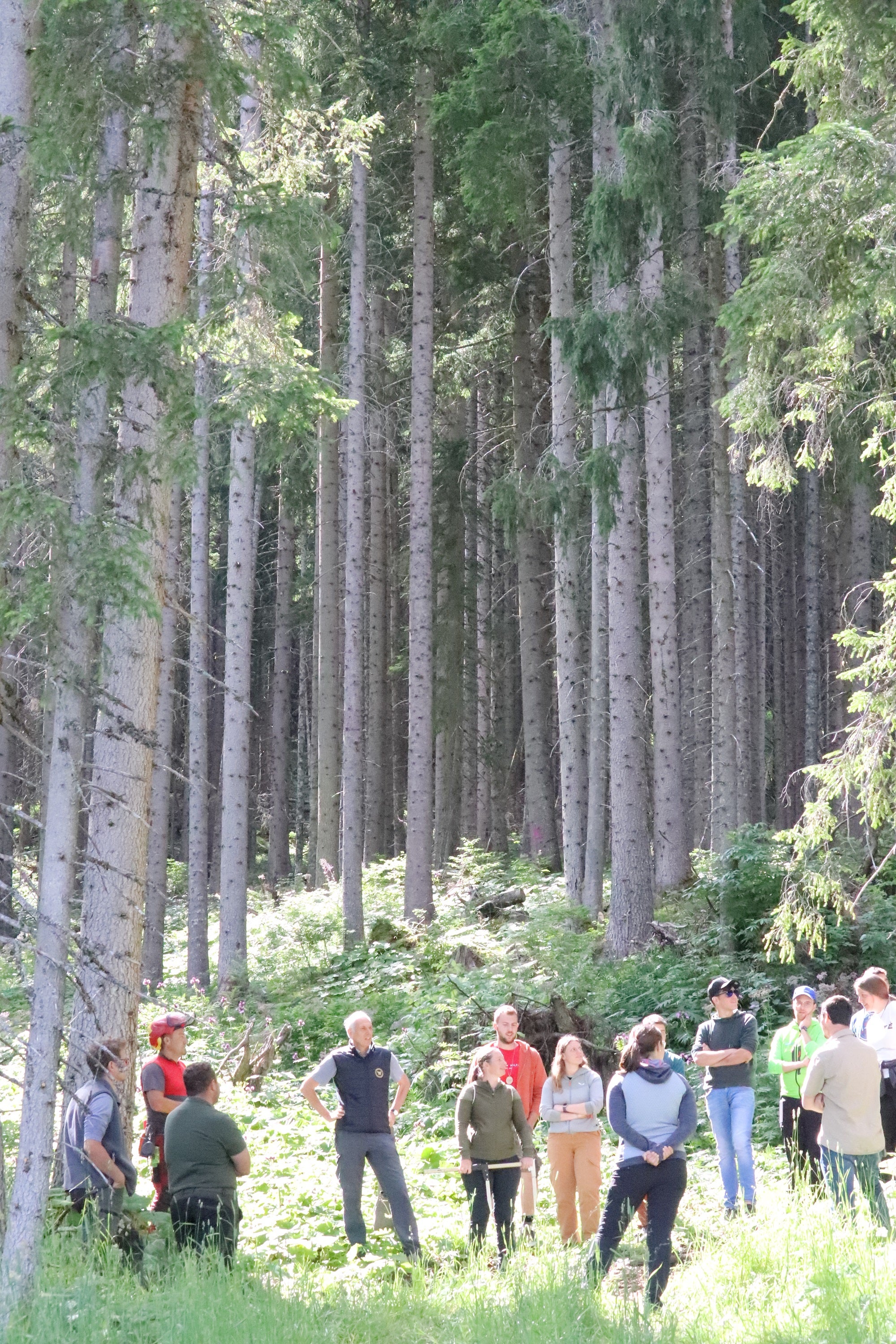 Vorbereitung auf die waldpädagogische Baumfällung mit Abmessungen und Berechnungen: Wo wird die Spitze hinfallen? (Foto: LPA/Maja Clara)