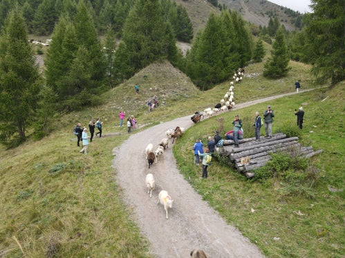 Alljährlich im Juni erfolgt der Schafübertrieb vom Schnalstal auf die Sommerweiden ins Ötztal, Mitte September kehren tausende Tiere wieder in den Vinschgau zurück. (Foto: LPA/Gnews)