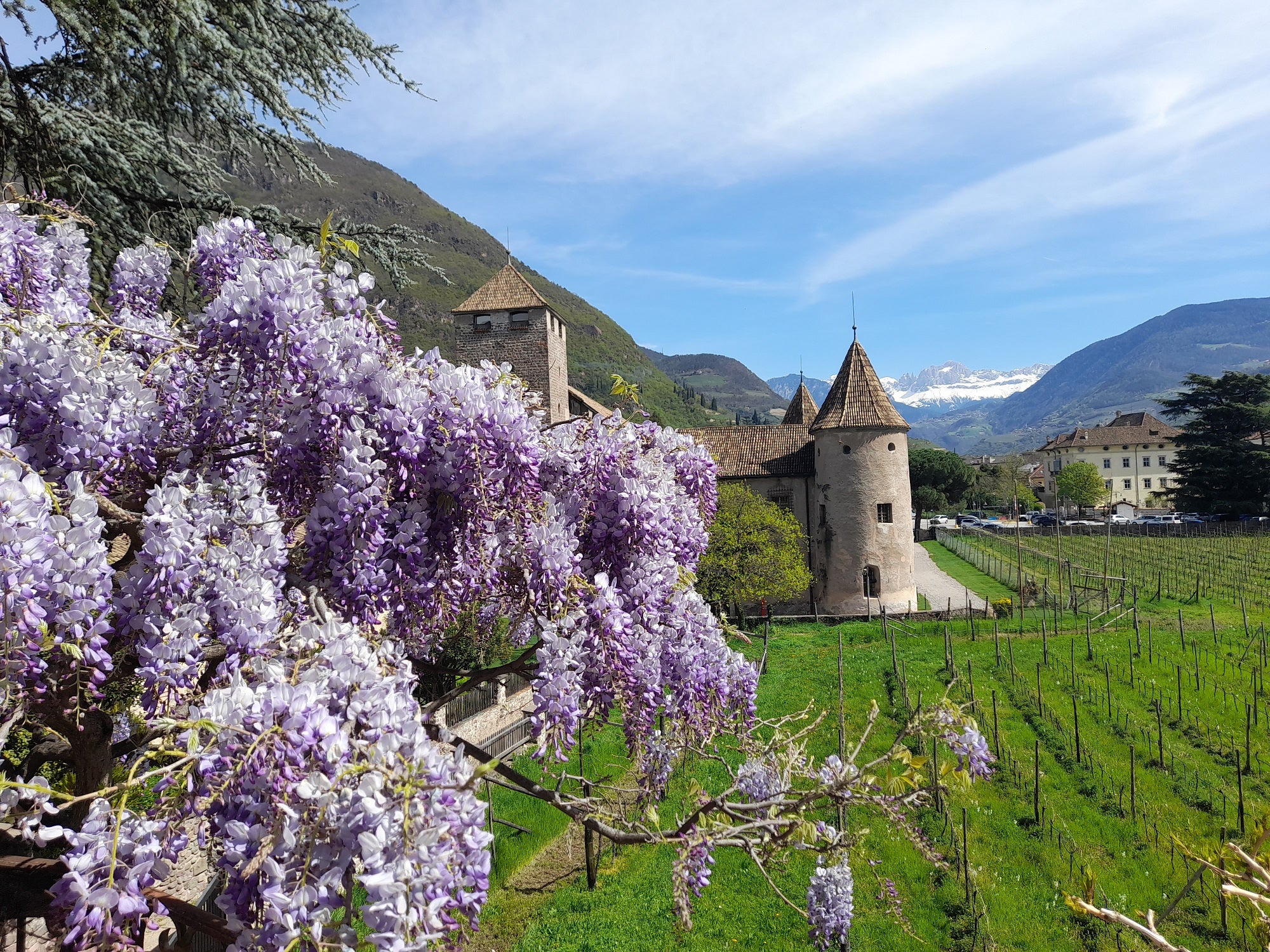 Als Monat der großen Gegensätze geht der heute zu Ende gehende April in die Wetterannalen ein. Im Bild: Blick von den Glyzinien (Blauregen) auf der Bozner Wassermauer auf Schloss Maretsch und den schneebedeckten Rosengarten am 7. April (Foto: LPA/Maja Clara)