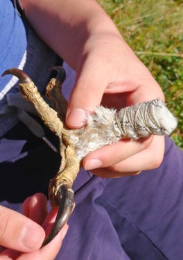 Den Steinadler live beobachten und sich aus der Nähe anschauen, wie lange die Krallen dieses Greifvogels wirklich sind: Das ist bei der geführten Familienwanderung 2024 im Naturpark Texelgruppe möglich. (Foto: Landesamt für Natur /Annamaria Gapp)