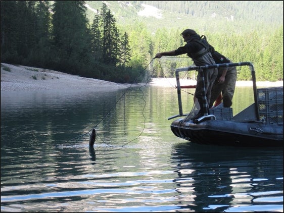 Das Landesamt für Wildtiermanagement führt kontinuierlich Erhebungen zu den Fischbeständen in den Fließgewässern und Seen durch, um die Entwicklung der Wildbestände zu überwachen. Im Bild: Netzfischerei im Pragser Wildsee im Zuge der letzten Erhebung im Jahr 2012. (Foto: LPA/Landesamt für Wildtiermanagement in der Landesforstabteilung)