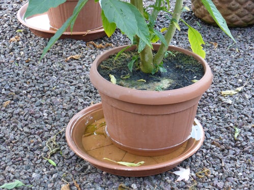 Mögliche Brutstellen beseitigen: Pflanzenuntertöpfe müssen regelmäßig ausgeleert werden. (Foto: LPA/Biologisches Landeslabor)