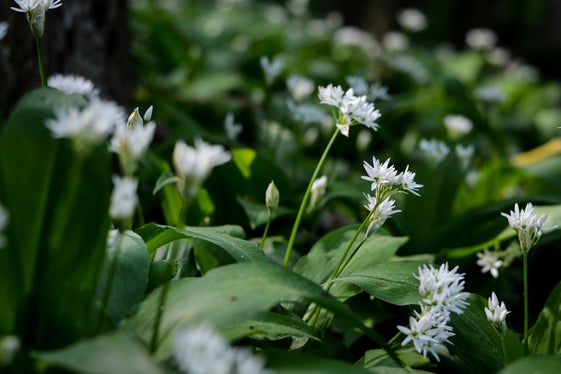 Wer auf den Bärlauch in der Küche nicht verzichten möchte, kann auf Setzlinge aus heimischen Gärtnereien zurückgreifen. (Foto: Landesamt für Natur/Canva)