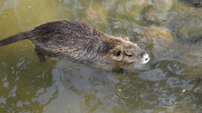 Die Nutria ist bis 65 Zentimeter groß, schwimmt mit dem Körper über Wasser, hat sichtbare Ohren und einen runden Schwanz. (Foto: LPA/Landesamt für Wildtiermanagement)