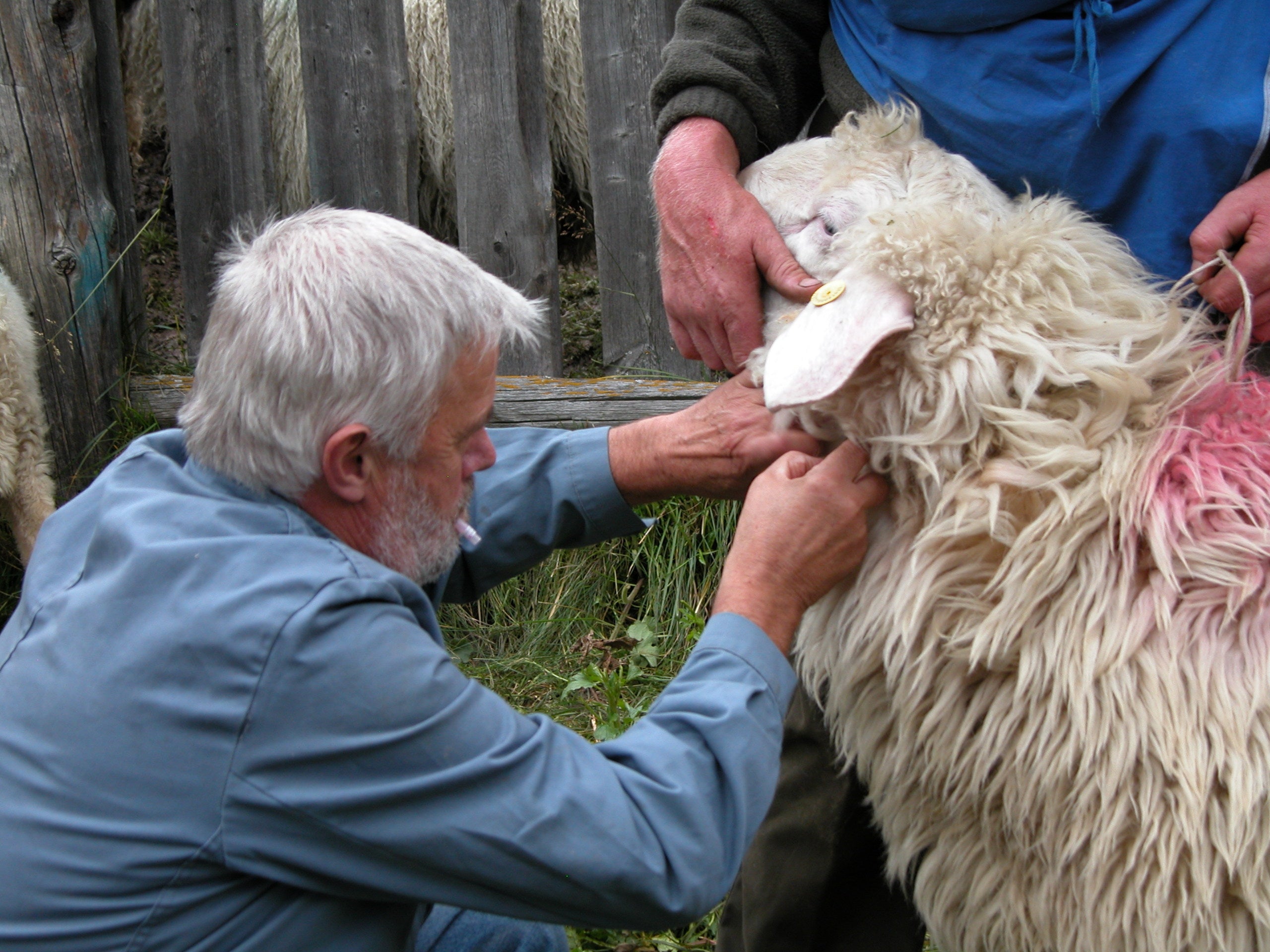 Da venerdì 28 gennaio le registrazioni dei trattamenti farmacologici sugli animali destinati alla produzione di alimenti verranno effettuate esclusivamente in formato elettronico (Foto: ASP/Servizio veterinario provinciale)