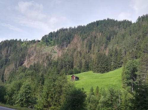 Von den Borkenkäfern befallen werden in der Regel frische, liegende Bäume oder abgeschwächte stehende Fichten. (Foto: Landesabteilung Forstwirtschaft)