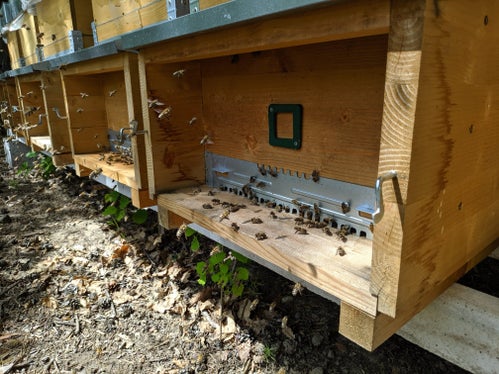 Imker und Imkerinnen erhalten Förderungen für Investitionen in Bienenbeute, Bienenstände, aber auch in Räume für Lagerung und Schleudern. Diese hat die Landesregierung angepasst. (Foto: LPA)