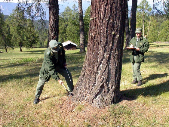 Forstwirtschaftslandesrat Luis Walcher: "Südtirol hat mit seinem Forstgesetz und seiner nachhaltigen Waldbewirtschaftung im Bergwald und Schutzwald alle Voraussetzungen, als risikofreies Gebiet eingestuft zu werden, und durch die Holzauszeige sind bei uns schon heute alle Holznutzungen bis auf den Waldstandort hin rückverfolgbar." In Südtirol wird die gesamte zu nutzende Holzmenge vor der Schlägerung vom Forstpersonal ausgezeigt (im Bild), wobei die zu fällenden Bäume sorgfältig ausgewählt werden. (Foto: LPA/Landesabteilung Forstdienst)