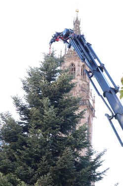 Der Christbaum 2025 mit Blick auf den Pfarrkirchturm. (Foto: LPA/Maja Clara)