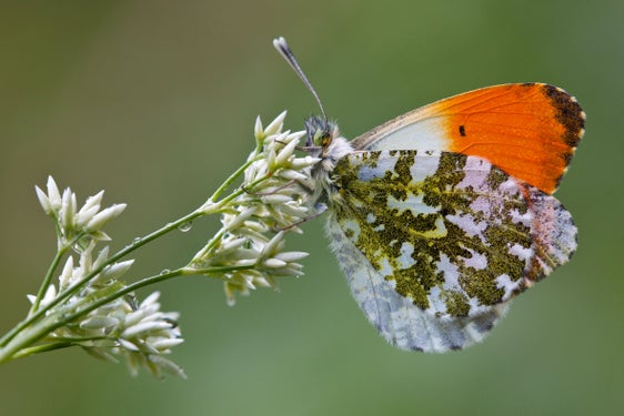Die Sonderausstellungen in den Naturparkhäusern sind ein beliebtes Schlechtwetterprogramm. Im Naturparkhaus Rieserferner Ahrn kann beispielsweise die Ausstellung "Bye, bye Butterfly" des Naturmuseums Bozen besichtigt werden. (Foto: Sepp Hackhofer)

