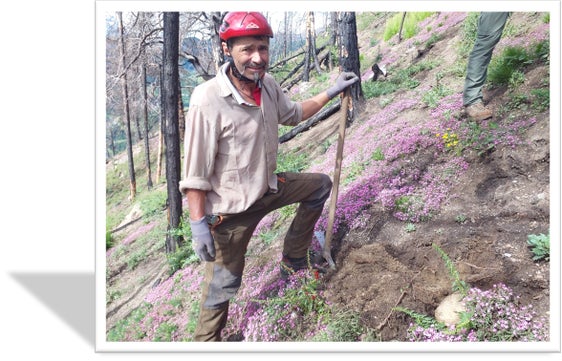Un lavoratore forestale della Stazione forestale di Prato impegnato in lavori di rimboschimento su un terreno ripido. (Foto: USP/Ispettorato forestale di Silandro)