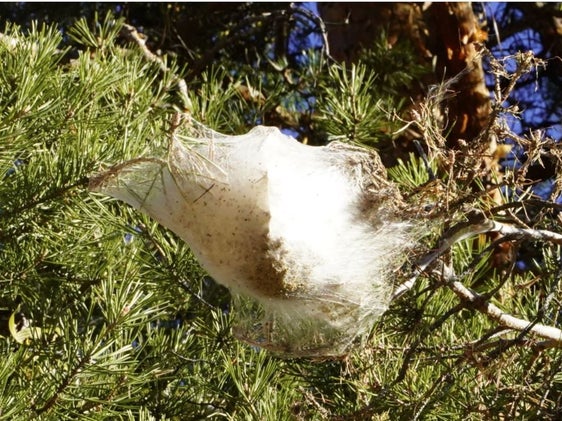 Weiße Raupen-Gespinstnester in den Kronen und an den Astenden der Kiefern weisen auf Befall durch den Prozessionsspinner hin. (Foto: Walter Wiedenhofer) 