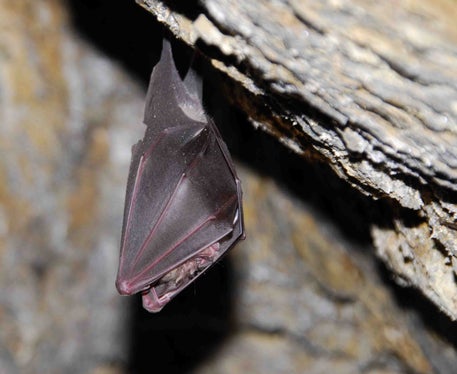 Während der kalten Jahreszeit halten sich die Fledermäuse in unterirdischen Verstecken wie Bunkern und Knappenlöchern auf, wo sie ihren Winterschlaf halten. Die Große Hufeisennase (im Bild), eine der am stärksten gefährdeten Fledermausarten Südtirols, hüllt sich dabei fast vollständig in ihre Flughäute ein. (Foto: Eva Ladurner) 
