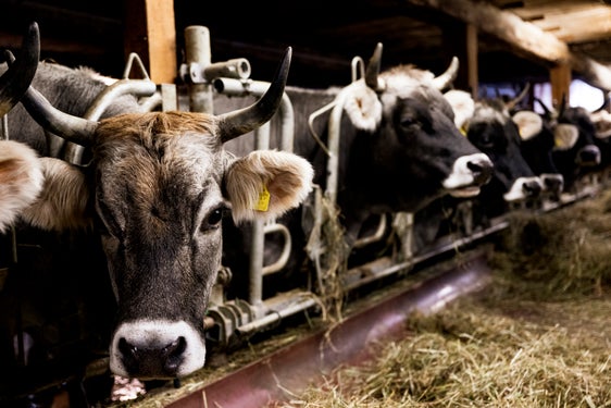 Eines der Projekte, die mithilfe der EU-Partnerschaft Agroecology umgesetzt wird, ist TEDY, das die Stärkung der Nachhaltigkeit und der Resilienz in der Milchwirtschaft zum Ziel hat. (Foto: LPA/Manuela Tessaro)