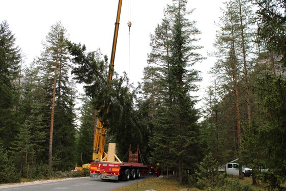 Die 28 Meter hohe Fichte wurde heute gefällt und aufgeladen, in der Nacht wird der Baum nach Wien transportiert. (Foto: LPA/Forstbetrieb der Agentur Landesdomäne)