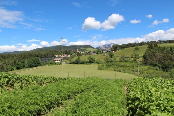 Sviluppare una rete che favorisca un’alimentazione sostenibile puntando sui prodotti del territorio. Questo l'obiettivo del progetto Nest, sviluppato da Eurac Research. (Foto: Pigleider Hof - Maso Pigleider) 