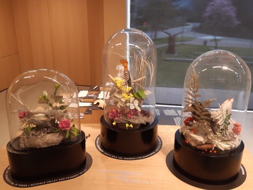 Neue Dauerausstellung: Wie in einer Wunderkammer präsentieren sich Tiere und Pflanzen, die in den unterschiedlichen Lebensräumen und Höhenstufen des Naturparks vorkommen. (Foto: LPA/Landesamt für Natur) 