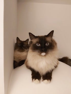 Se il gatto è sano, il padrone è felice. Se il gatto di casa non sta bene, deve essere portato dal veterinario: qualsiasi terapia prescritta deve essere somministrata esattamente come previsto per raggiungere l'obiettivo ed evitare resistenze. (Foto: ASP/Ulrike Huber)