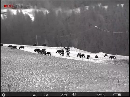 Ein Rudel Rotwild bei Nacht, gesehen durch eine Wärmebildkamera (Foto: LPA/Landesamt für Wildtiermanagement)