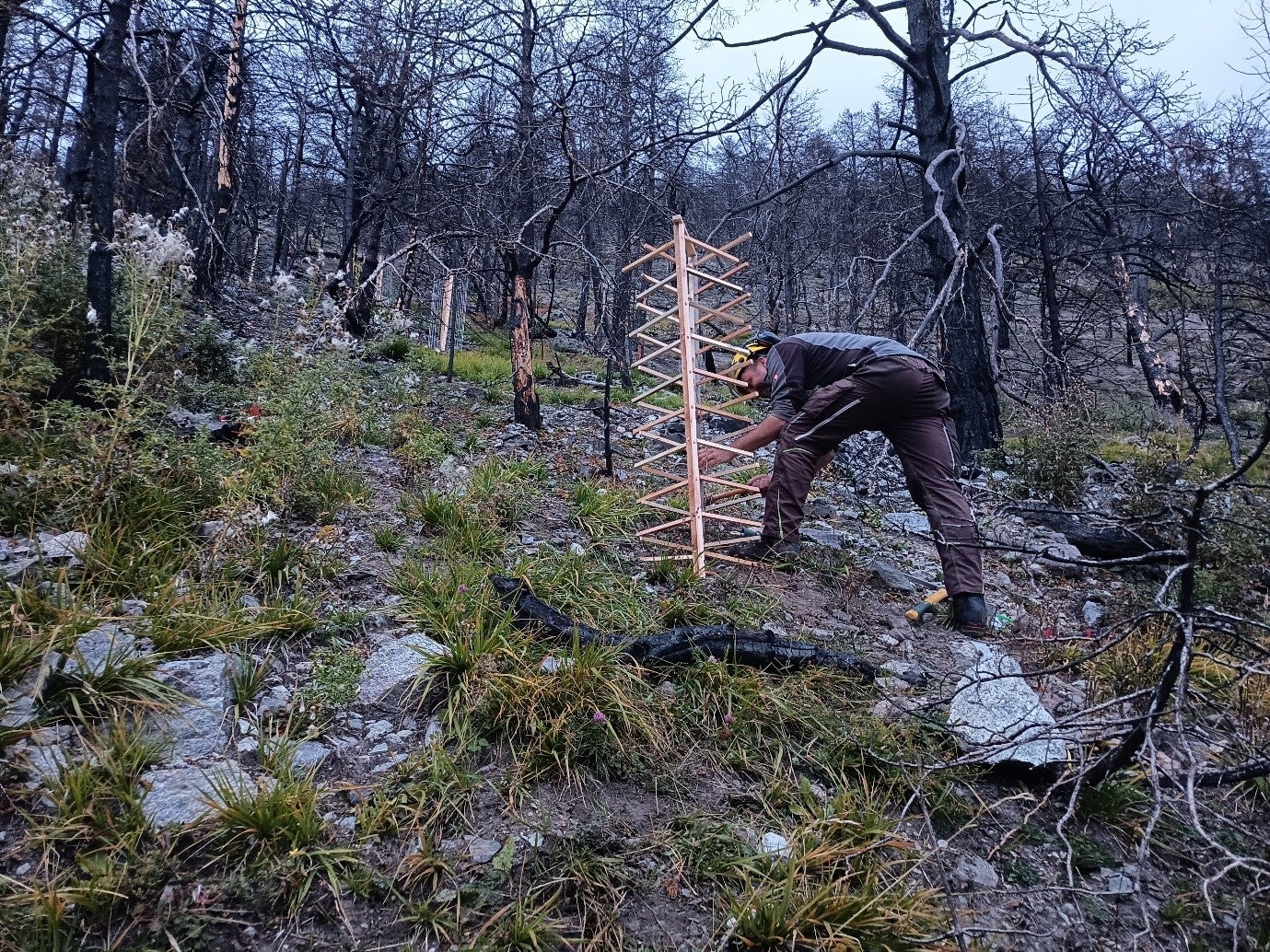 Die saisonalen Forstarbeiter arbeiten in steilem, unwegsamen Gelände, um die Schutzfunktion in den Waldbrandflächen von Latsch und Prad so schnell wie möglich wieder herstellen zu können. (Foto: LPA/Forstinspektorat Schlanders)