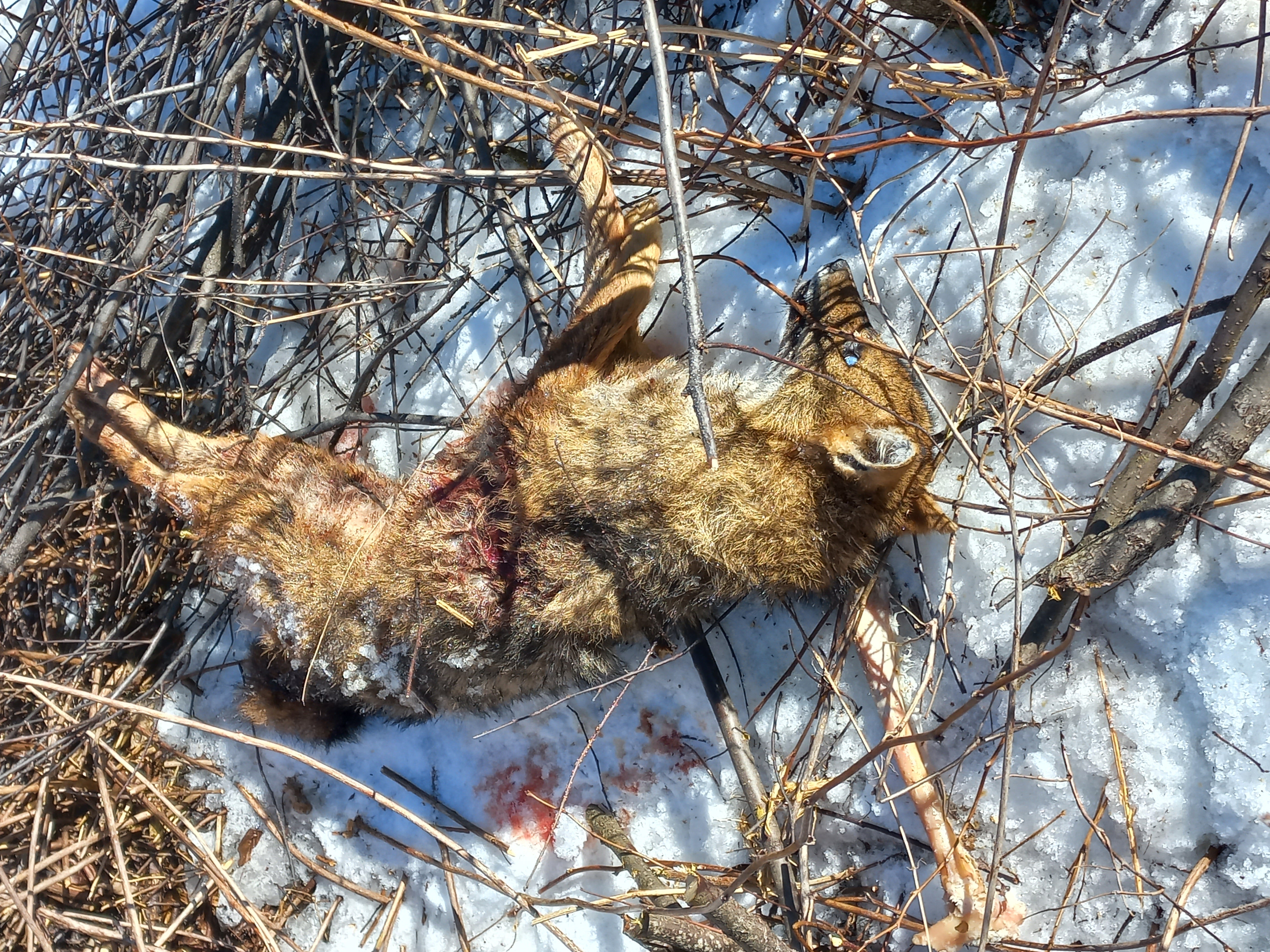 Lo sciacallo dorato trovato a Castelrotto è stato avvelenato: noti i risultati dell'Istituto zooprofilattico sperimentale delle Venezie. L'esemplare presente nella foto era stato rinvenuto privo di vita a Caminata in Val di Vizze. (Foto: Ripartizione Servizio forestale)