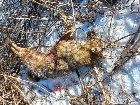 Lo sciacallo dorato trovato a Castelrotto è stato avvelenato: noti i risultati dell'Istituto zooprofilattico sperimentale delle Venezie. L'esemplare presente nella foto era stato rinvenuto privo di vita a Caminata in Val di Vizze. (Foto: Ripartizione Servizio forestale)