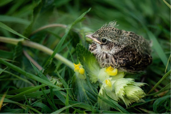 Die Landesregierung stimmte auf Vorschlag von Landwirtschaftslandesrat Luis Walcher den Richtlinien für die Gewährung von Beihilfen für eine Bewirtschaftung im oberen Pustertal zu, die Wiesenbrüter schützt; im Bild eine juvenile Feldlerche. (Foto: LPA/Johannes Ruepp)