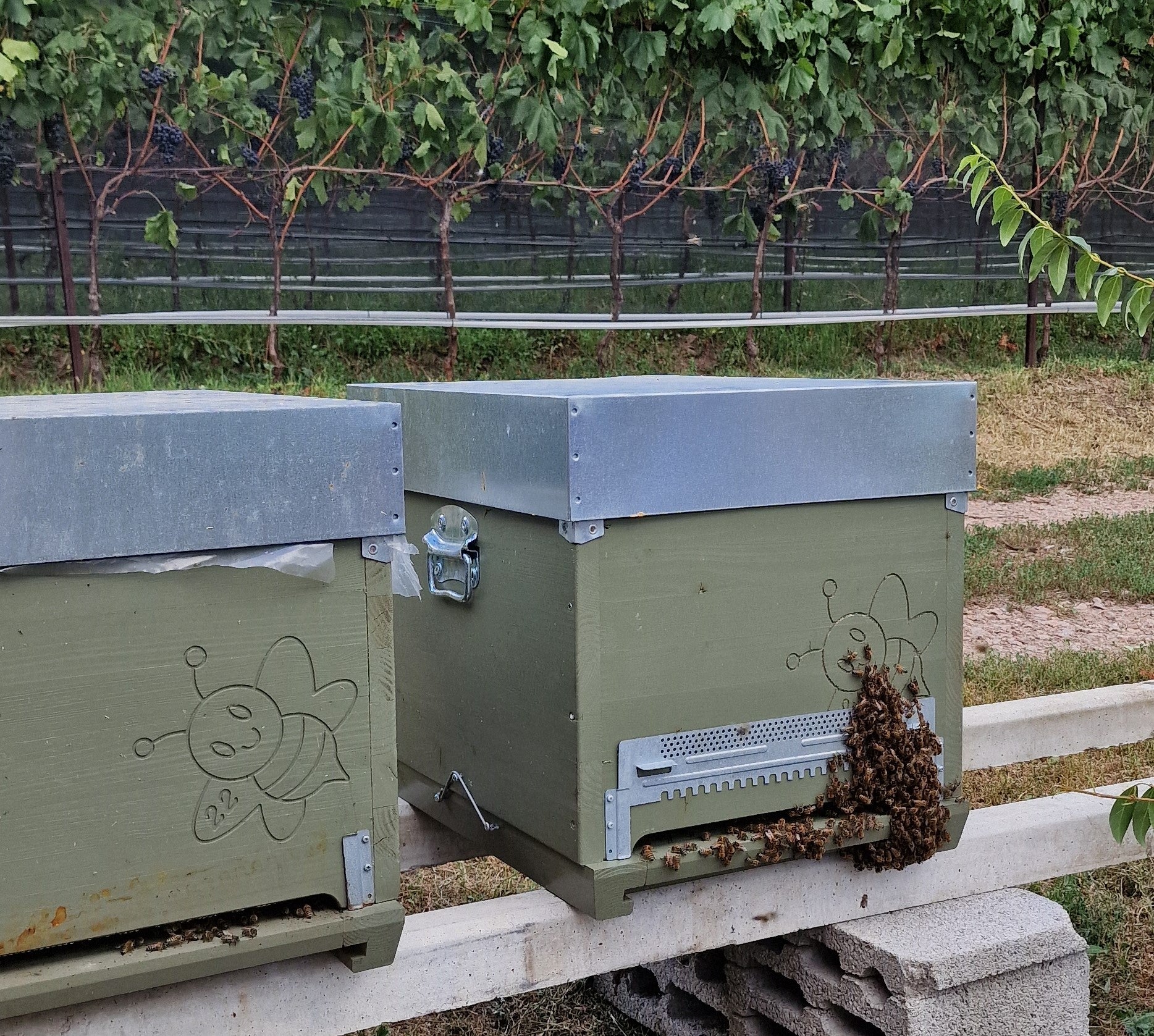 Die Bienenstöcke am Carpi-Hof in Branzoll waren schon vor dem Bau der Umfahrung in Branzoll da. Diesen Sommer haben die Bienen beim Nektarsammeln quasi einen Spezialauftrag: Sie erfassen wichtige Daten zur Luftqualität. (Foto: LPA/Angelika Schrott)