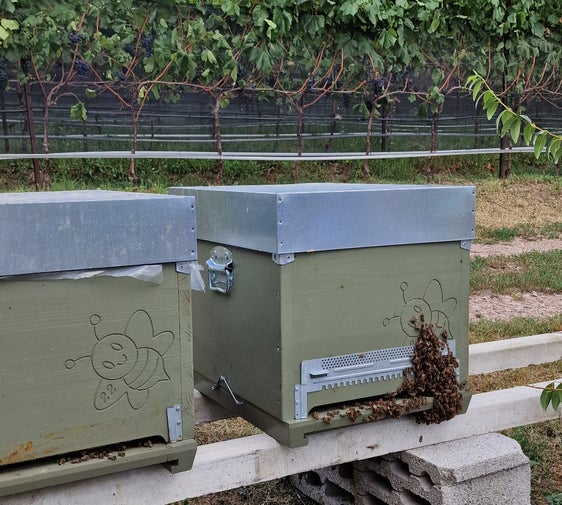 Die Bienenstöcke am Carpi-Hof in Branzoll waren schon vor dem Bau der Umfahrung in Branzoll da. Diesen Sommer haben die Bienen beim Nektarsammeln quasi einen Spezialauftrag: Sie erfassen wichtige Daten zur Luftqualität. (Foto: LPA/Angelika Schrott)
