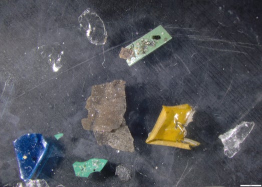 Weniger als 1 Millimeter große Mikroplastik-Partikel unter dem Mikroskop. (Foto: LPA/Landesagentur für Umwelt und Klimaschutz)