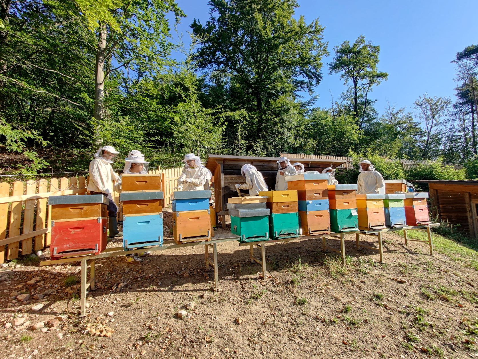 Eintauchen in die faszinierende Welt der Bienen: Aufgrund des großen Andrangs gibt es heuer bereits im Frühling parallel zum Grundkurs einen Schnupperkurs. (Foto: Fachschule Laimburg/Klaus Blasbichler)