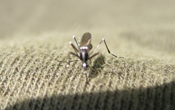 Ausgewachsene Tigermücke: Ziel der Vorsorge-Maßnahmen ist es, die Entwicklung der Larven zu stechenden Tigermücken unterbinden. (Foto: LPA/Biologisches Landeslabor)
