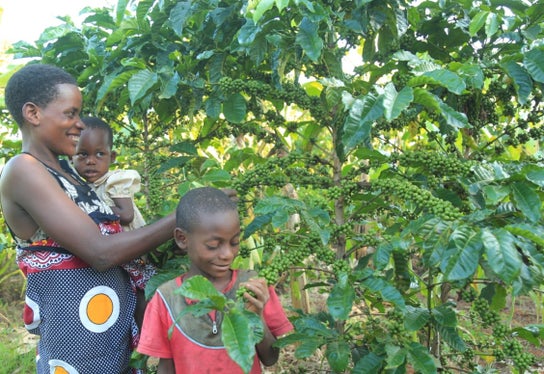 La Provincia ha inoltre sostenuto il progetto del Kolping Alto Adige, che migliora le condizioni di coltivazione del caffè, aiutando così i piccoli agricoltori (Foto: ASP/Ufficio Relazioni estere e volontariato)
