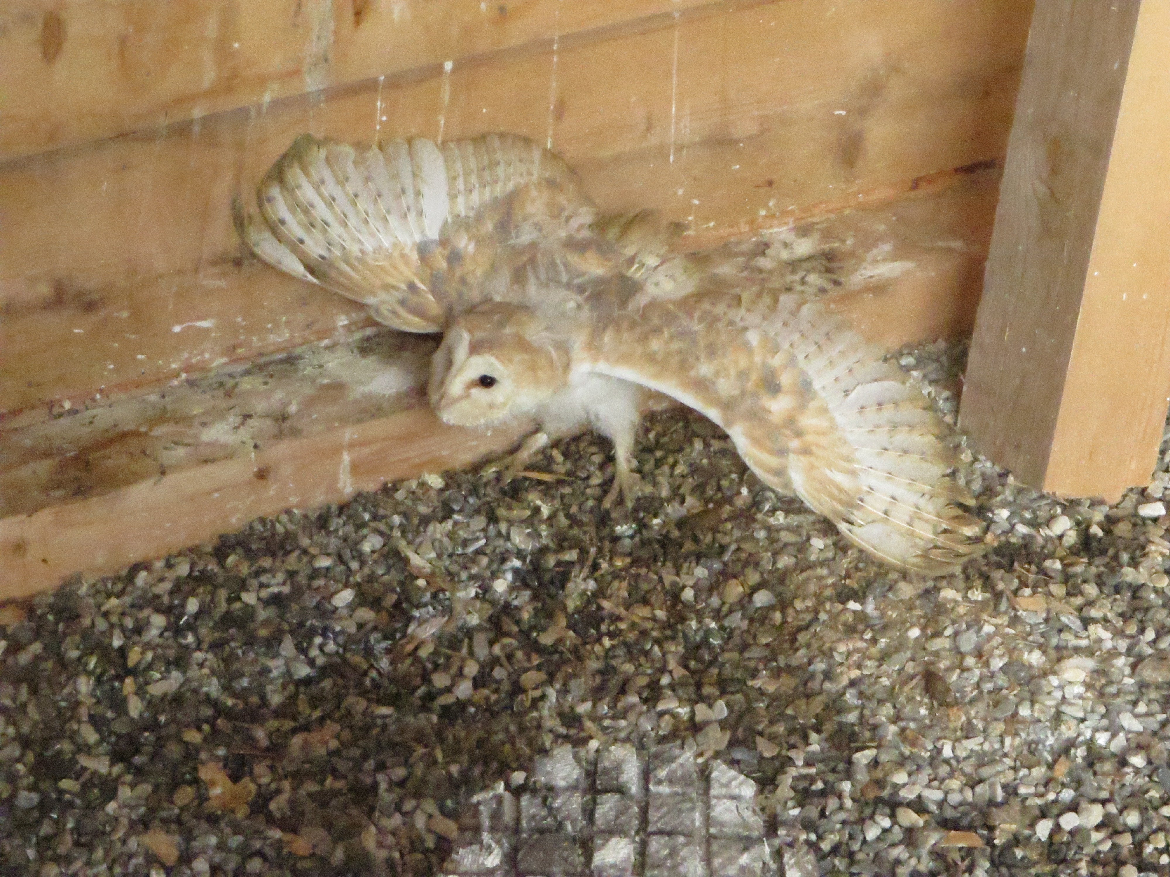 Die Schleiereule wird in Südtirol auch gehalten und gezüchtet. Das Washingtoner Artenschutzabkommen regelt in den Anhängen A und B die Haltung und vor allem den Handel mit gefährlichen und gefährdeten Tieren und Pflanzen. (Foto: LPA/Landesamt für Jagd und Fischerei) 