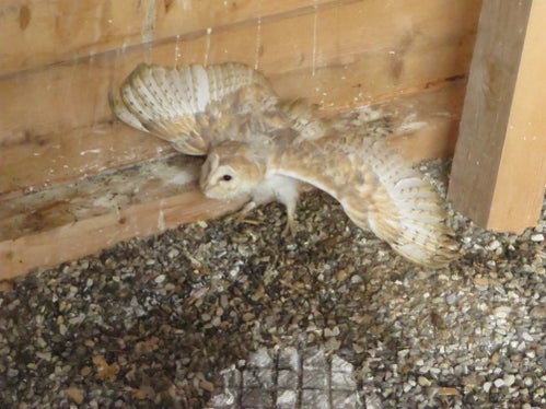 Il barbagianni viene detenuto e allevato anche in Alto Adige. La Convenzione di Washington sul commercio internazionale delle specie animali e vegetali selvatiche minacciate di estinzione regolamenta, nelle appendici A e B, regolamenta la loro detenzione e soprattutto la vendita di animali e piante in pericolo. (Foto: ASP/Ufficio caccia e pesca)