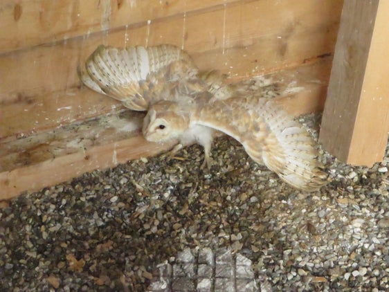 Die Schleiereule wird in Südtirol auch gehalten und gezüchtet. Das Washingtoner Artenschutzabkommen regelt in den Anhängen A und B die Haltung und vor allem den Handel mit gefährlichen und gefährdeten Tieren und Pflanzen. (Foto: LPA/Landesamt für Jagd und Fischerei) 