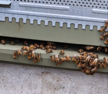 Le api raccolgono polline e nettare in un raggio di tre chilometri, anche nei pressi del cantiere di Bronzolo. Quando tornano all'alveare, hanno anche ingerito varie sostanze che possono essere rilevate nel miele. (Foto: USP/Angelika Schrott)