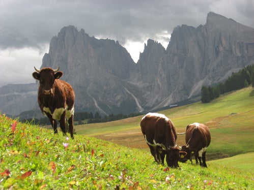 Gli allevatori che si impegnano volontariamente per preservare le razze locali a rischio di estinzione ricevono un sostegno finanziario; nella foto: le mucche di razza Pinzgauer. (Foto: USP/Ripartizione Agricoltura Ufficio Zootecnia)