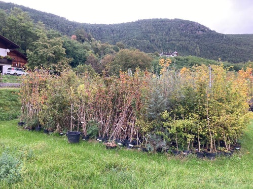 Circa 7500 alberi e arbusti di specie autoctone saranno piantati nei prossimi giorni sulla circonvallazione di Varna. Le piante provengono dai giardini forestali provinciali. (Foto: USP/Florian Knollseisen).
