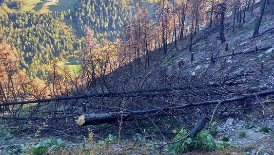 Alcuni alberi bruciati sono stati abbattuti trasversalmente; in questo modo offrono protezione sia dalla caduta di massi che dal brucamento della selvaggina. (Foto: USP/Ispettorato forestale di Silandro)