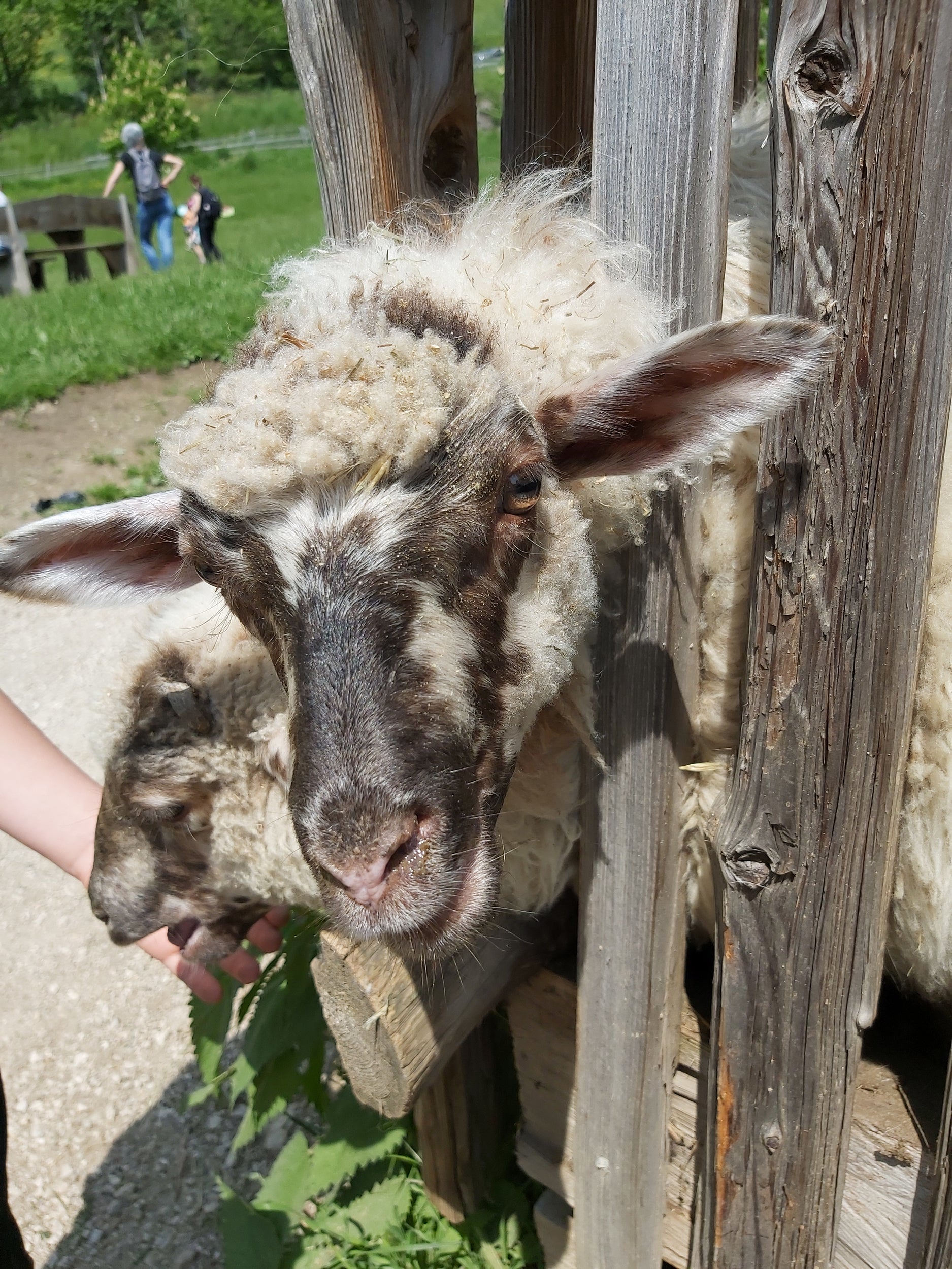 In futuro, tutti gli allevatori saranno tenuti a frequentare corsi sulla salute e il benessere degli animali. Per l'Alto Adige sono stati realizzati alcuni adeguamenti. (Foto: USP/Ulrike Huber)