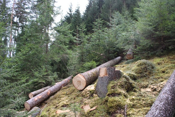 Unter den alten Bäumen hat sich schon ein vitaler Jungwuchs entwickelt. (Foto: LPA/Forstbetrieb in der Agentur Landesdomäne/Andreas Agreiter/Andreas Agreiter)