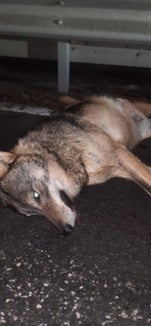 Mercoledì notte (19 gennaio) un automobilista ha trovato un lupo morto sulla strada che dal paese di Rio  Pusteria si congiunge alla strada statale in direzione della Val Pusteria (Foto: ASP/Ufficio caccia e pesca)