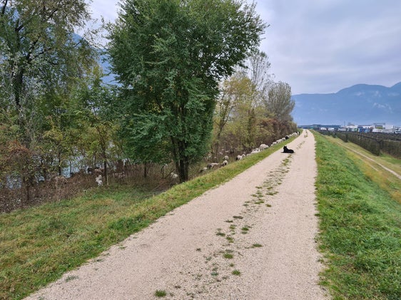 Mäh statt Mähmaschine: Seit zwei Monaten zieht wieder eine Schafherde mit einem Hirten und einer Hirtin grasend an den Böschungen der Etsch entlang. (Foto: LPA/Landesamt für Wildbach- und Lawinenverbauung Süd)