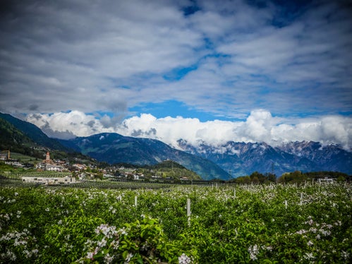 Immagine del mese di aprile 2026: il verde e sullo sfondo Tesimo (Foto: USP/Martin Geier)