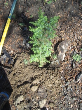 Im Zuge der Aufforstungsarbeiten nach dem Waldbrand in Latsch wurde auch dieser Wacholder gepflanzt. (Foto: LPA/Forstinspektorat Schlanders)
