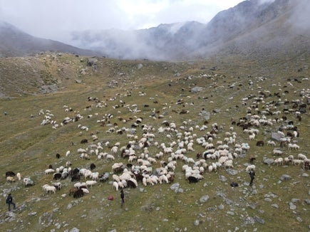 Im September kehren die Schafe vom Ötztal ins Schnalstal zurück: Die jahrhundertealte Tradition der Transhumanz wurde 2019 als transnationales Element des immateriellen Kulturerbes der UNESCO anerkannt. (Foto: LPA/Gnews)