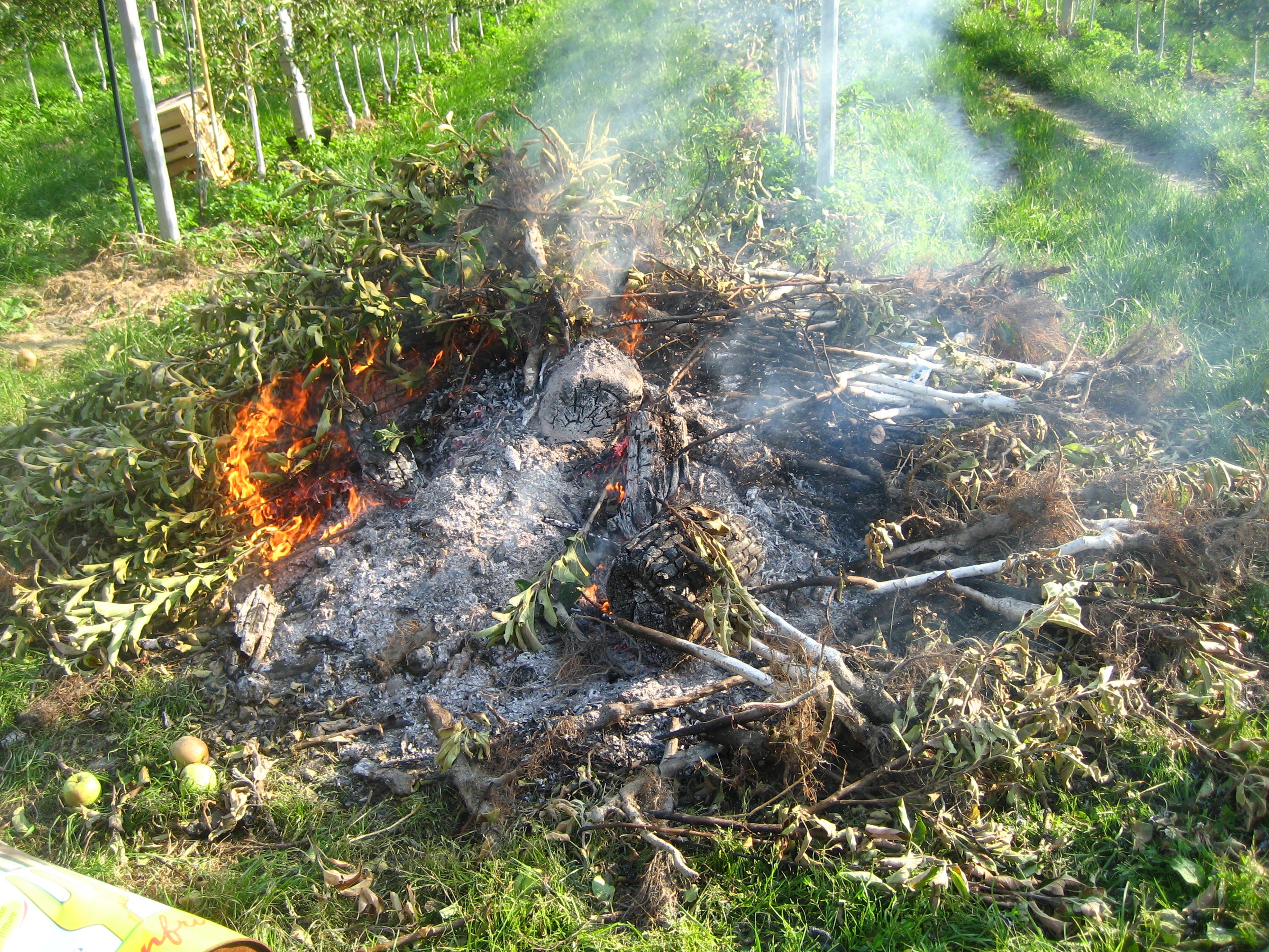 Intere coltivazioni colpite dal colpo di fuoco batterico devono essere bonificate per impedire la diffusione della malattia. Sono previste sovvenzioni provinciali per questi interventi (Foto: Ufficio per la frutta e la viticoltura/Konrad Mair)