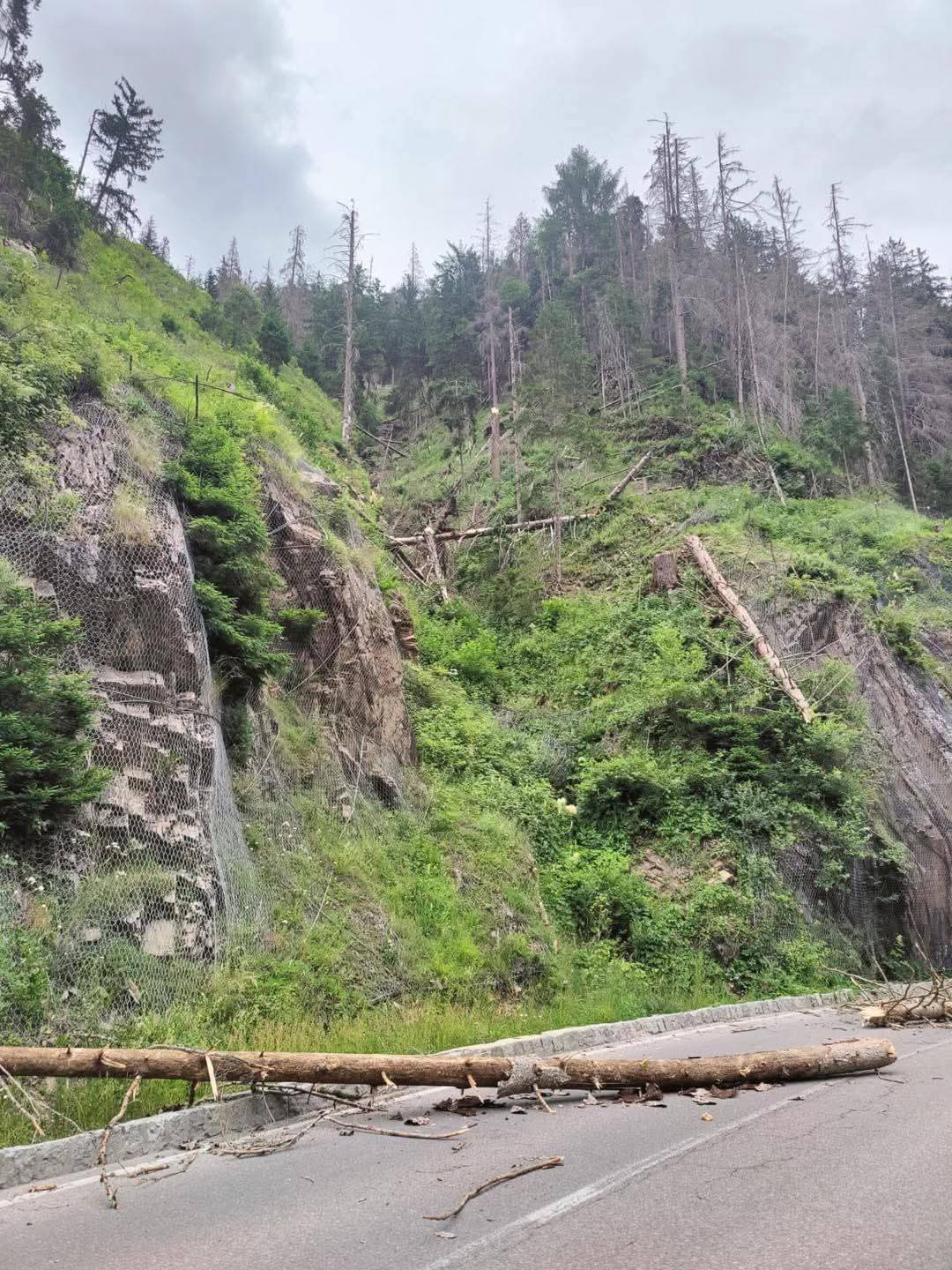 Entlang der Gadertaler Straße bei Zwischenwasser werden vom 8. bis 11. Juli zum Schutz der Verkehrsteilnehmenden und der Infrastruktur vom Borkenkäfer befallene Bäume entfernt. Abends gibt es für einige Stunden eine Einbahnregelung für den Verkehr. (Foto: Ressort für Infrastrukturen und Mobilität)